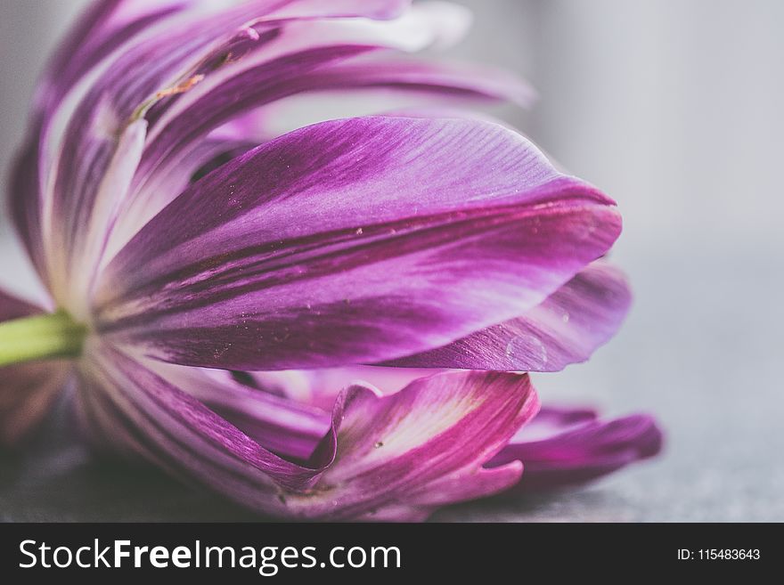 Tilt Shift Photo of Purple Flower