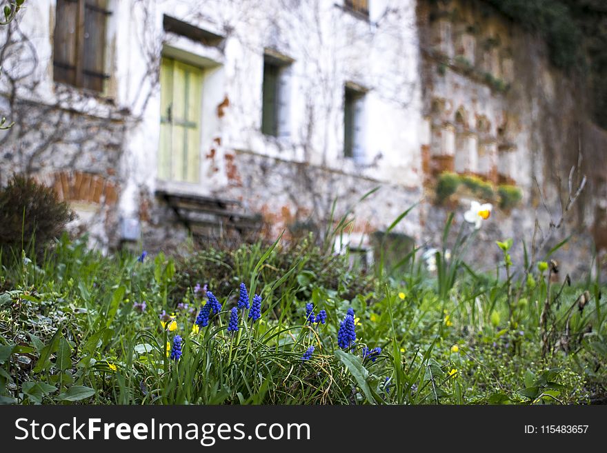 Selective Focus Photography of Blue Petaled Flowers