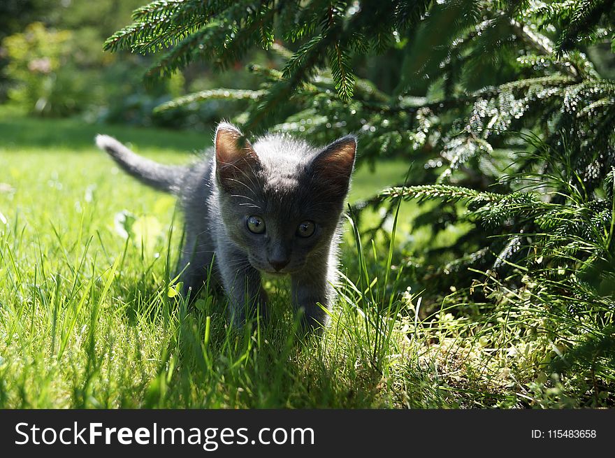 Short-fur Short Kitten