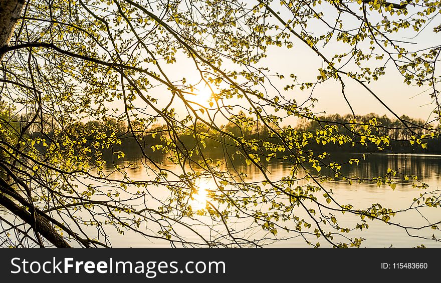Photo of Yellow Leaf Tree With Background of Body of Water