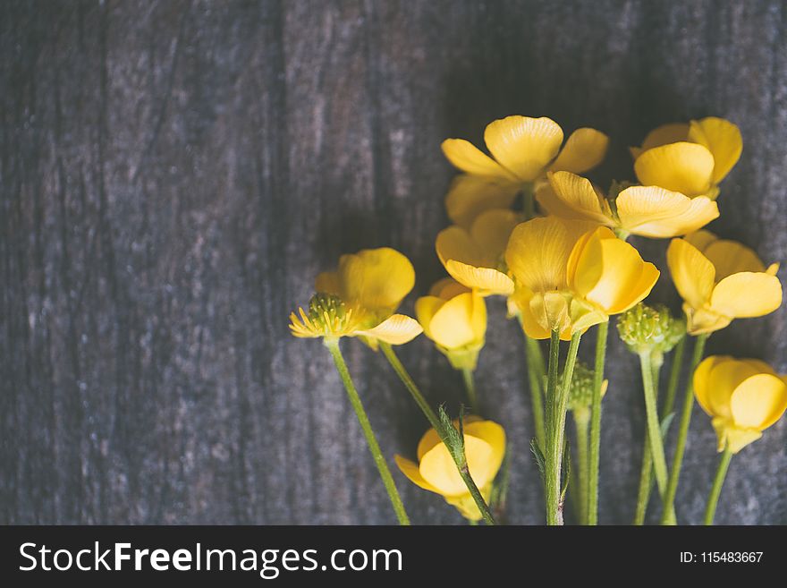Yellow Buttercup Flowers on Grey Surface