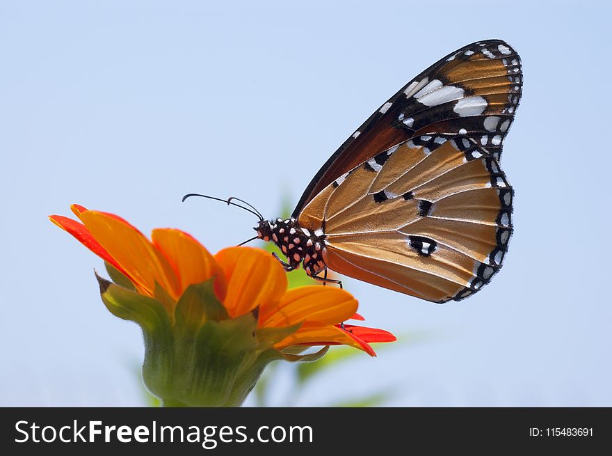 Close Up Photo of Monarch Butterfly on Top of Flower