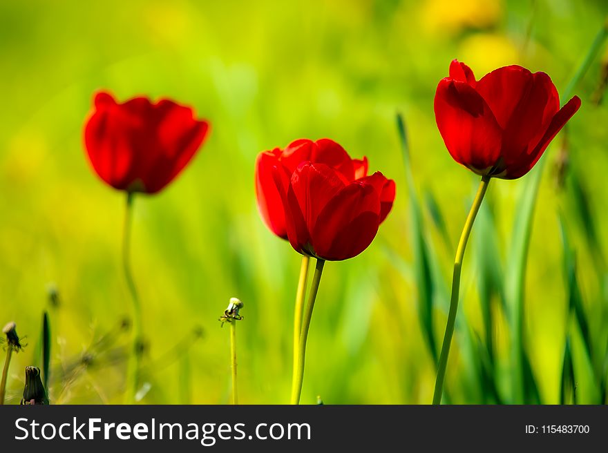 Closeup Photography of Red Tulips