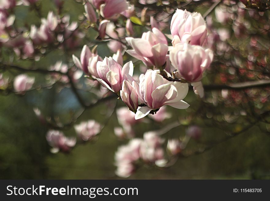 Shallow Focus Photography of Pink Flowers