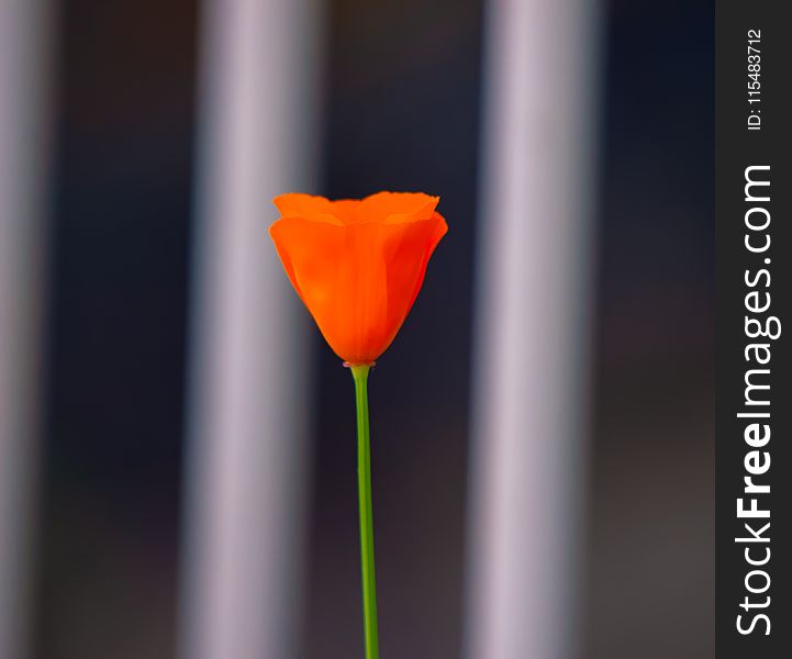 Orange Petaled Flower