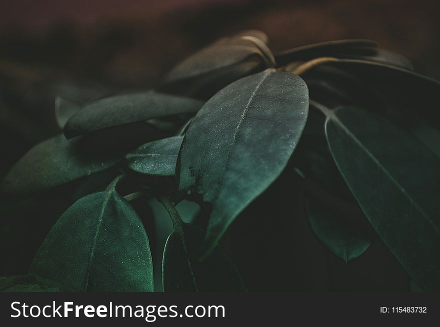 Green Leaf Plant Closeup Photography