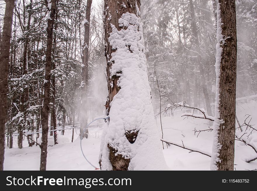 Trees Covered With Snows at Daytime