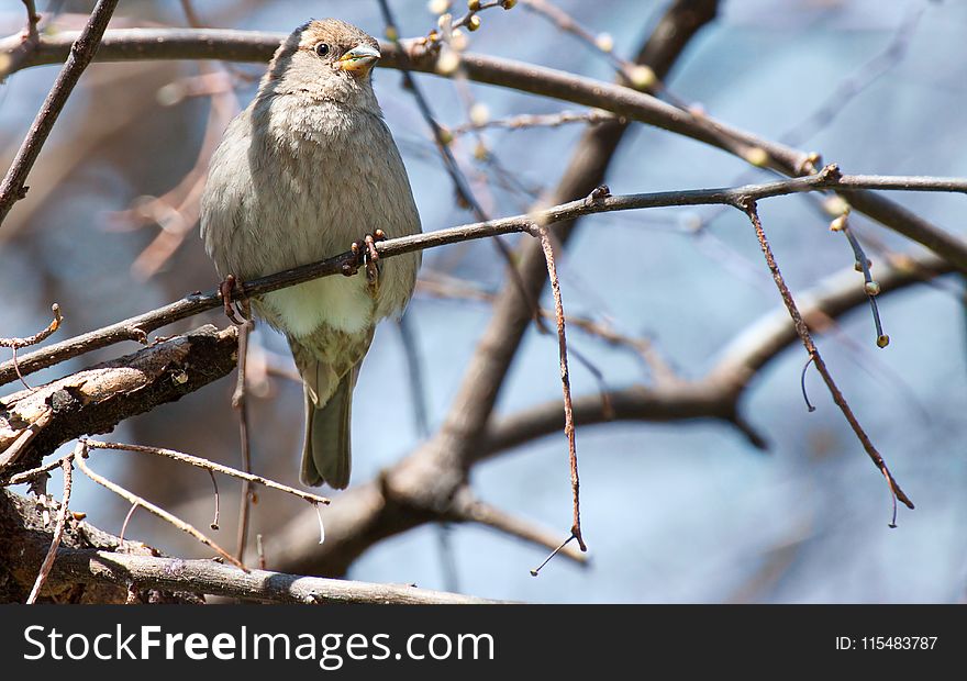Close-up Photography of Gray Bird Perching on Twig