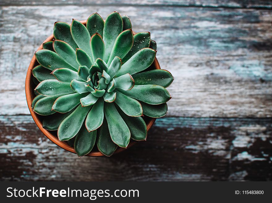 Green Orchid Plant In Pot