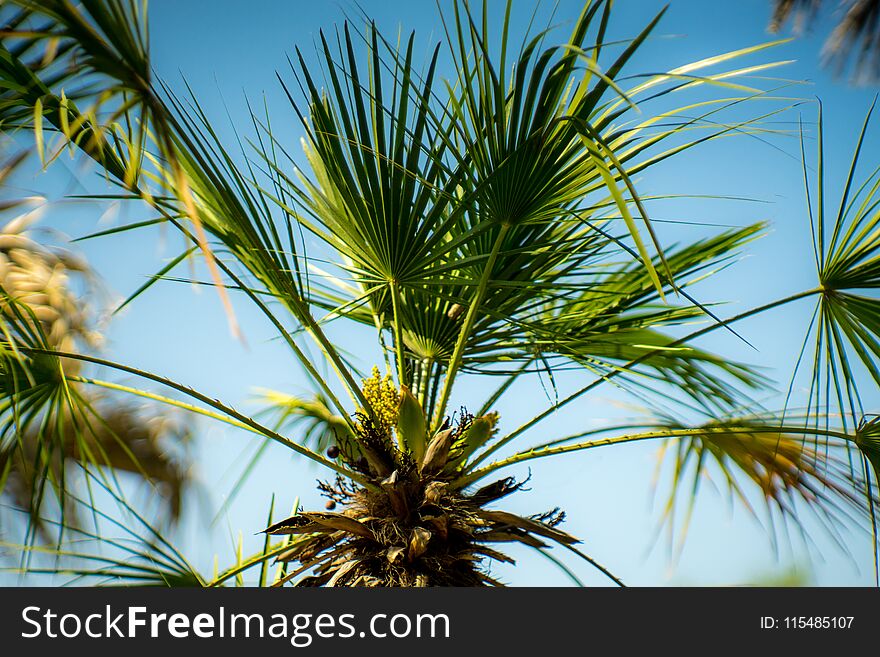 Palm In The Park, Rijeka, Croatia