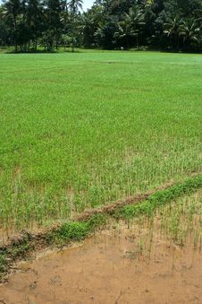 Rice Fields Royalty Free Stock Images Rice Fields Royalty Free Stock Images