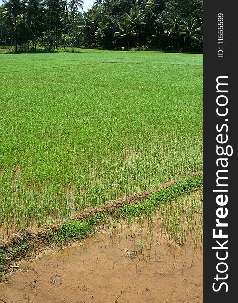 Beautiful greenery of rice fields in Kerala, India