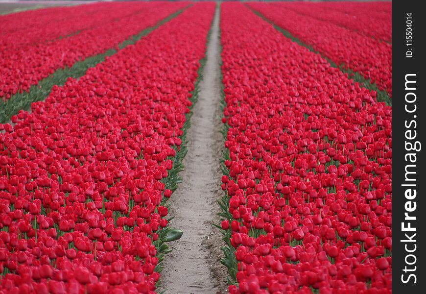 Fields of red tulips in a row on the island Goeree Overflakkee during springtime in the Netherlands