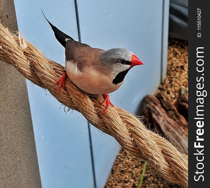 Long-tailed Finch Poephila acuticauda perched on a rope. Birds found in Australia