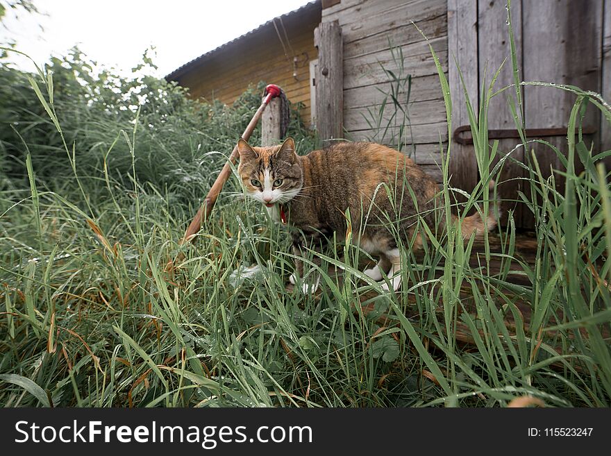 Funny redhead cat in cozy summer village environment