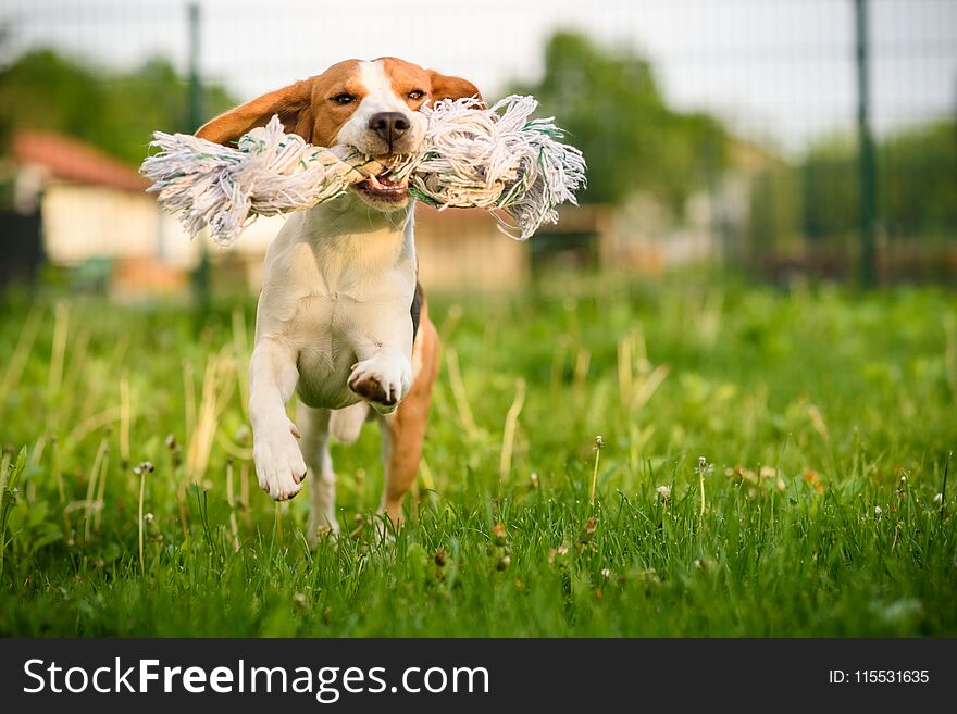 Beagle dog jumping and running with a toy outdoors towards the camera. Beagle dog jumping and running with a toy outdoors towards the camera