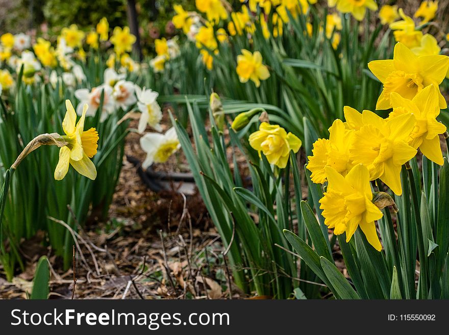Field of Yellow Daffodils