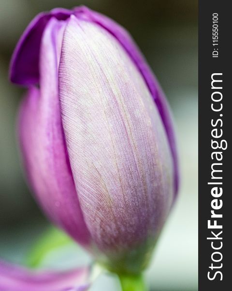 Selective Focus Photography of Purple Petaled Flower