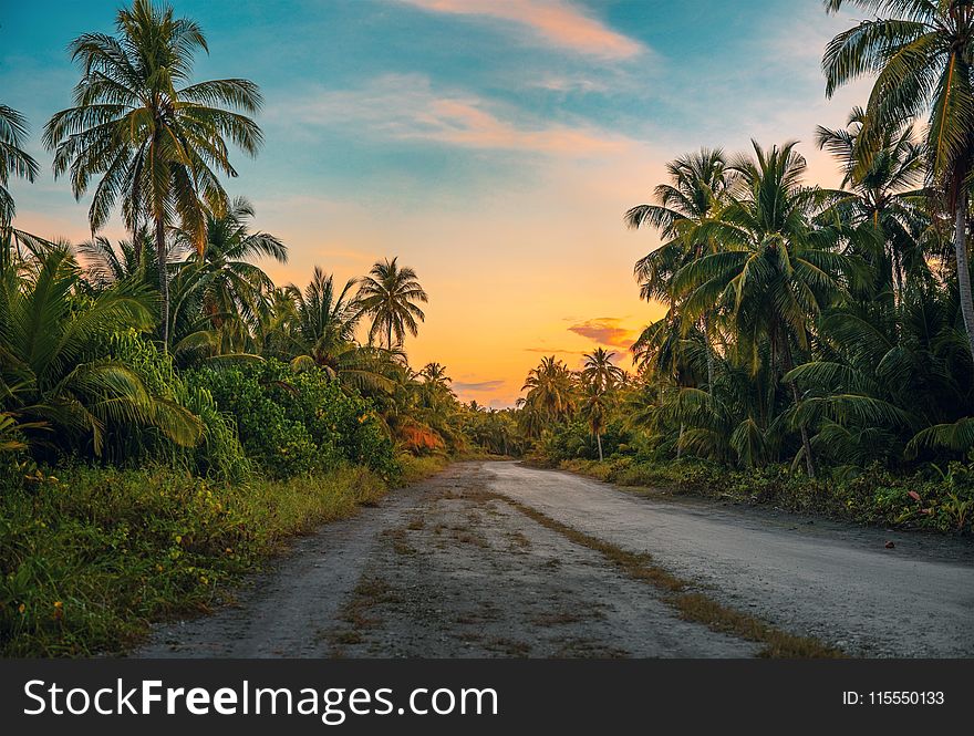 Photography Of Dirt Road Surrounded By Trees