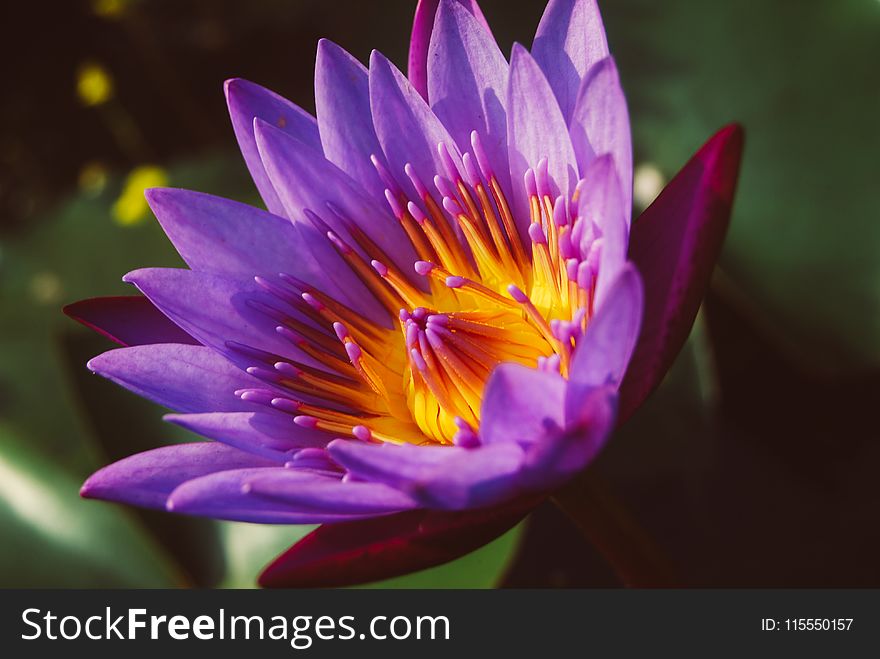 Close-up Photography of Water Lily