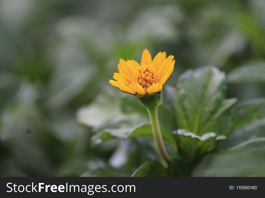 Selective Focus Photography of Yellow Petaled Flower