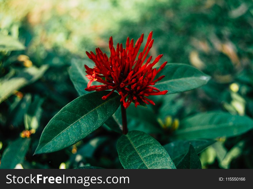 Selective Focus Photography Of Red Ixora Flower Buds