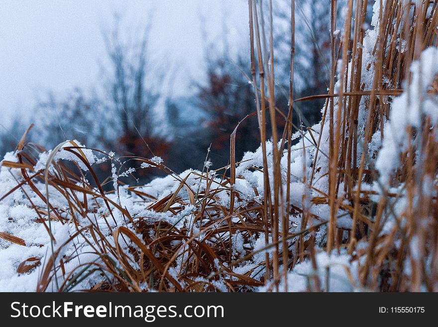 Close-Up Photography Of Dry Grass Covered With Snow