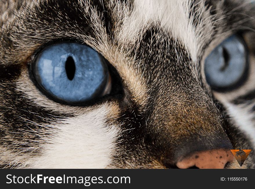 Close-up Photography of Cat