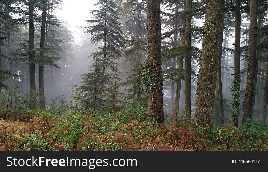 Photography of Tree Trunks