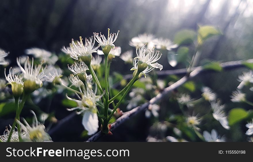 Close-Up Photography Of Flowers