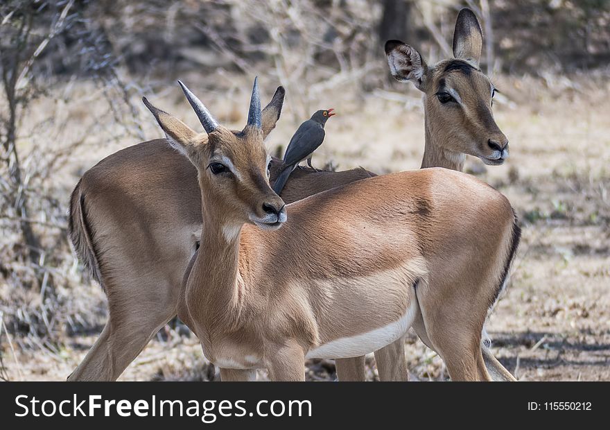 Close-Up Photography of Gazelle