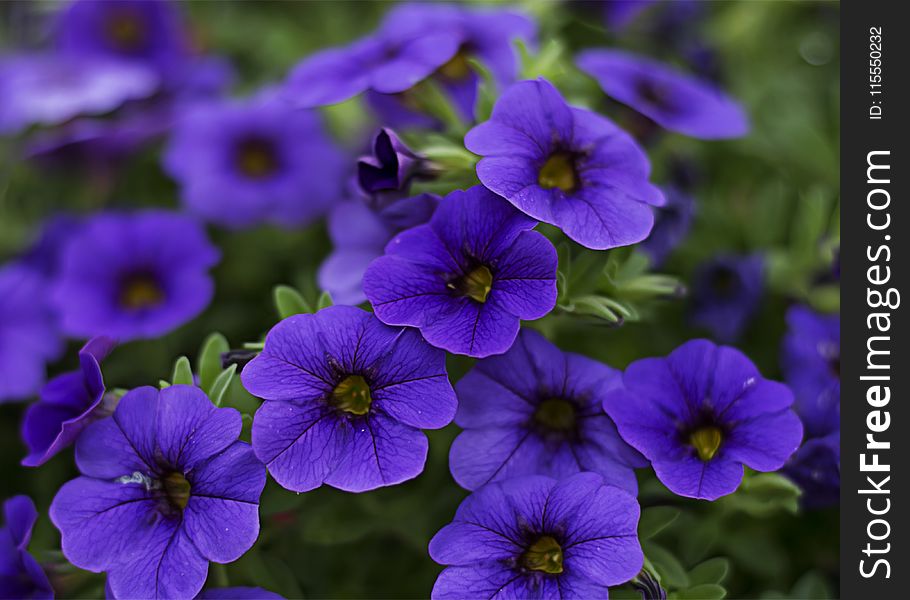 Close-Up Photography Of Purple Petunia Flowers