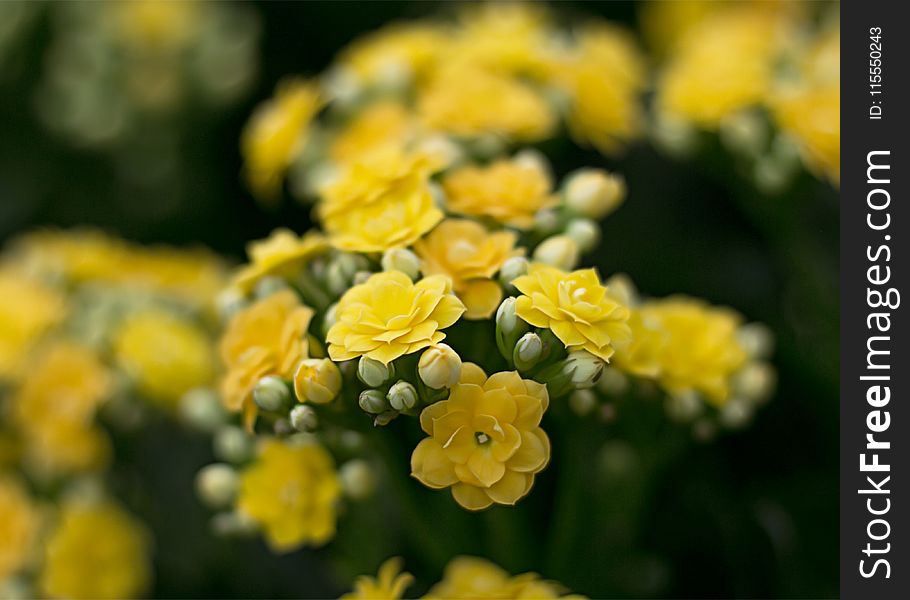 Close-Upp Photography of Yellow Flowers