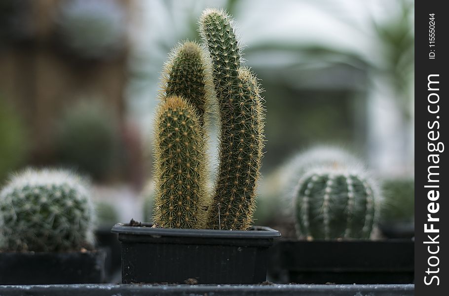 Close-Up Photography of Cactus