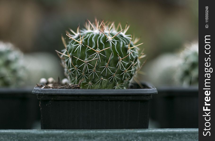 Close-Up Photography of Cactus