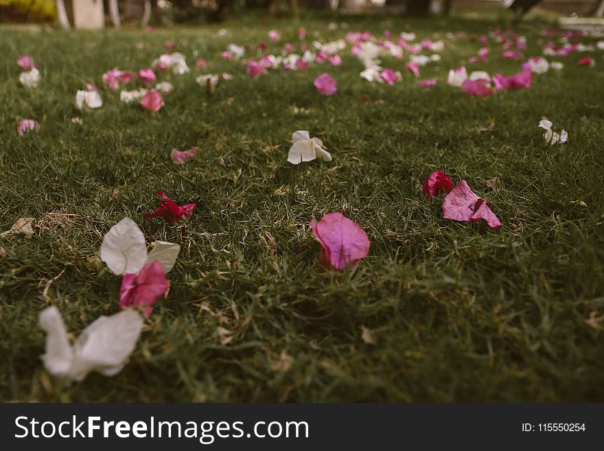White and Purple Bougainvillea Flowers on Grass