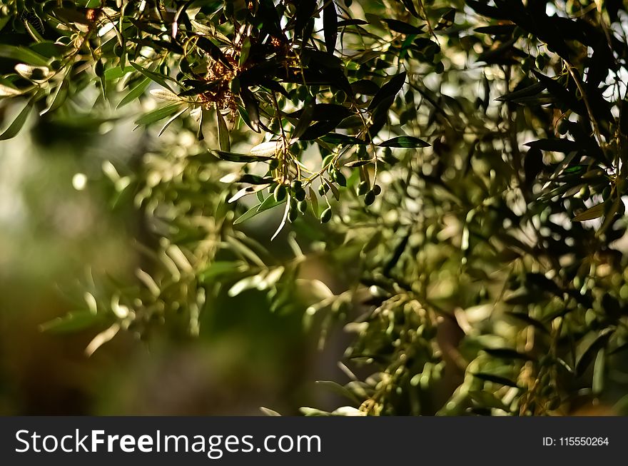 Green Leaf Fruit Tree Selective Focal Photo