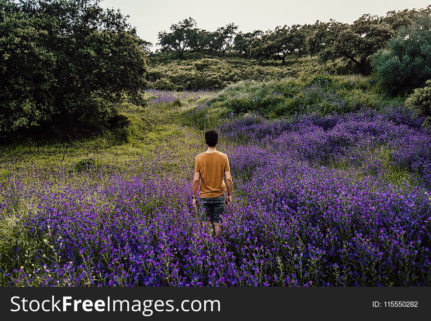 Person Standing on Bed of Lavender Flowers
