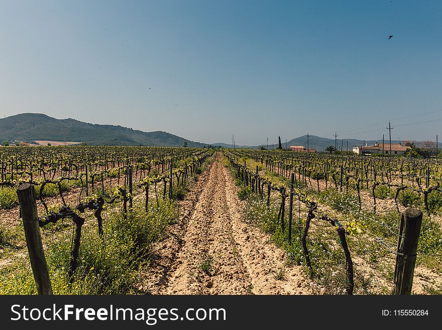 Photo Of Green Leaf Plants With Brown Wooden Fences On Brown Soil