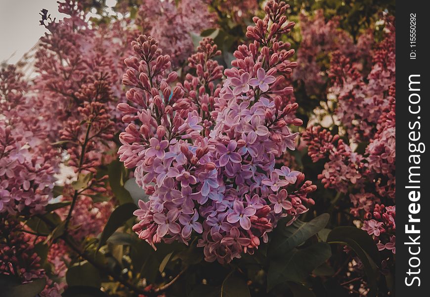 Selective Focus Photography of Pink Lilac Flowers
