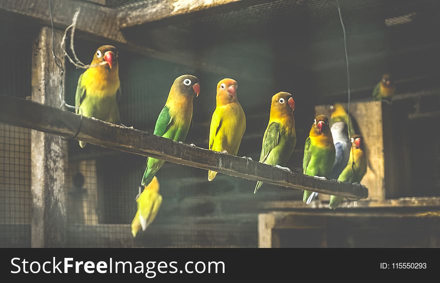 Flock of Fischer&#x27;s Lovebirds in Cage