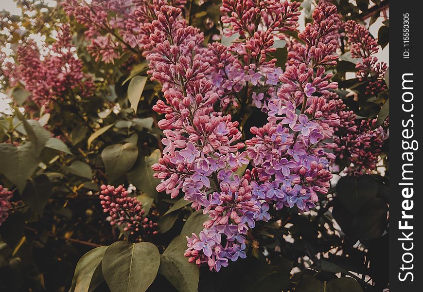 Selective Focus Photography of Purple Lilac Flowers