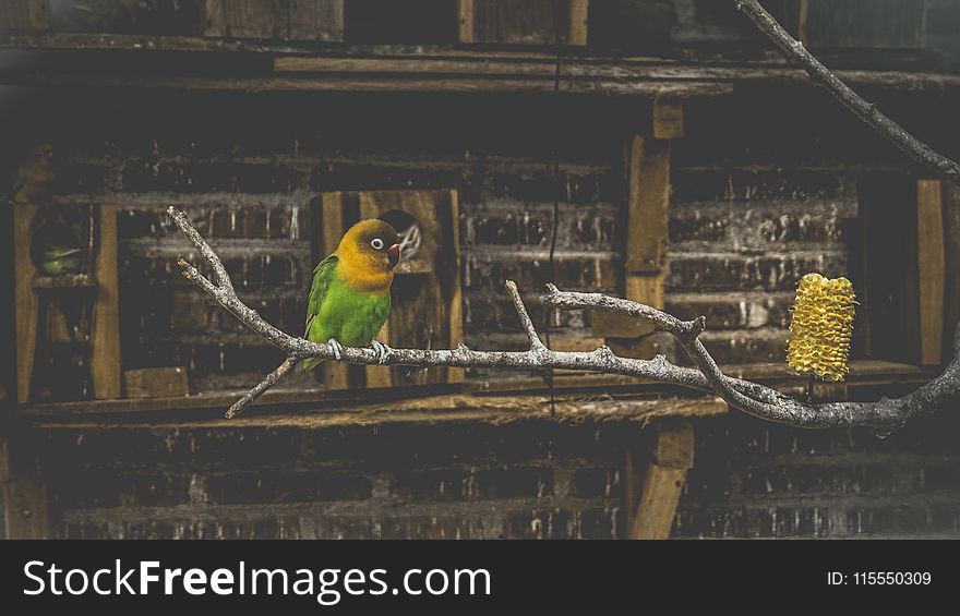 Green and Yellow Bird on Tree Branch