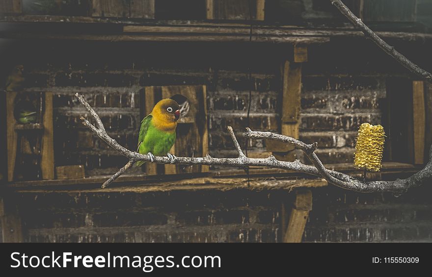 Green And Yellow Bird On Tree Branch