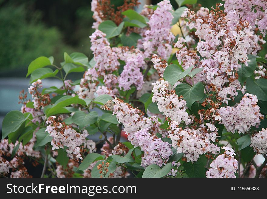 White And Pink Petaled Flowers