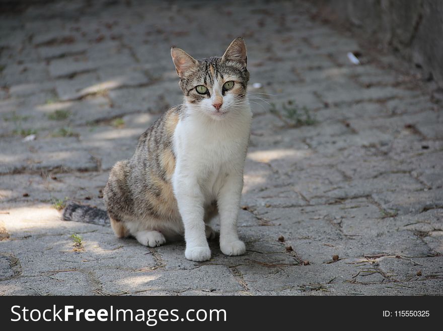 White and Brown Cat Sitting on Ground