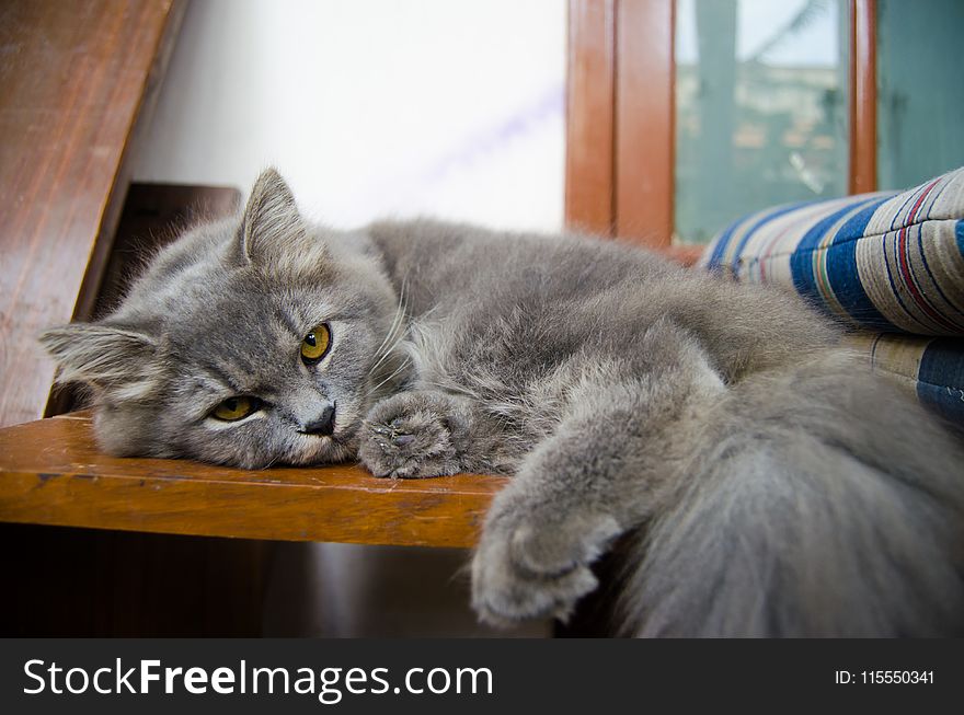 Gray Cat Lying on Wooden Table