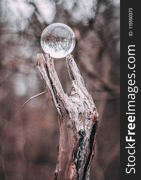 Round Clear Glass Ball on Gray Tree Branch