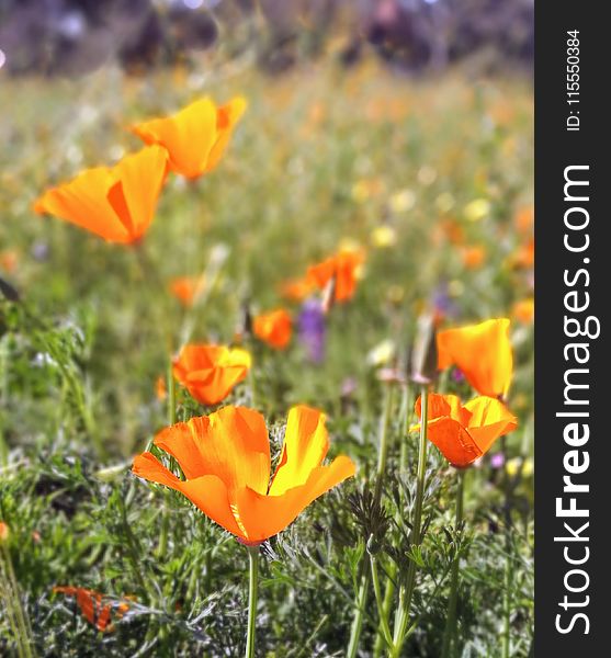 Selective Photo of California Poppy Flower