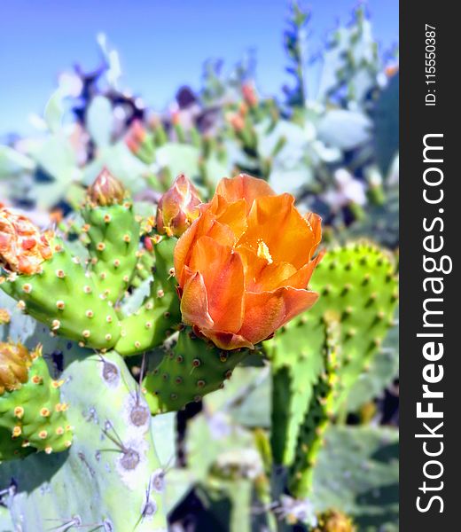 Green And Orange Cactus